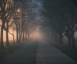 Vleermuizen gaan voor op de verkeersveiligheid