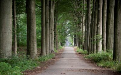 Open Bierbeek spreekt zich uit tegen een deelname aan nationaal park Brabantse wouden