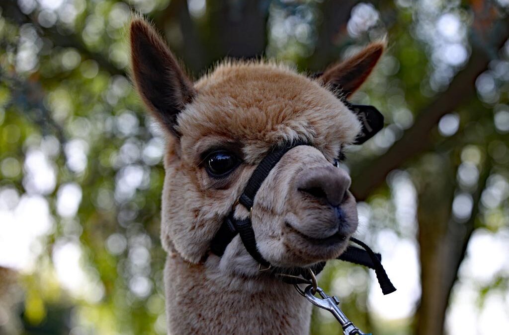 Foto’s Alpacawandeling 2023